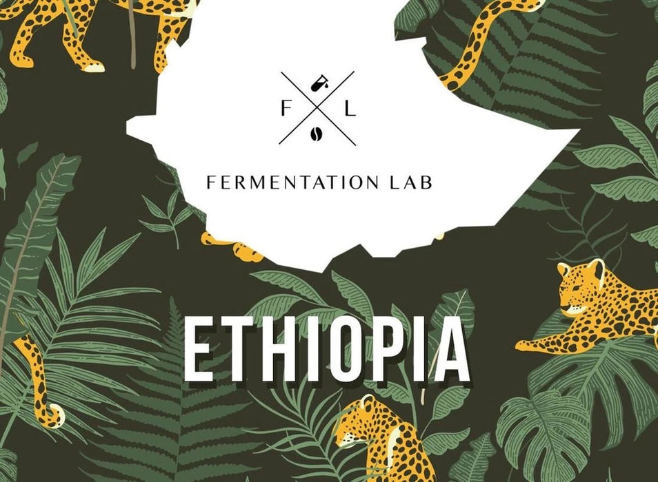 Ethiopia Shantawene, Filter | FERMENTATION LAB