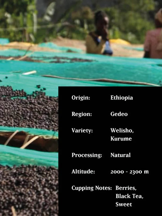 BURTUKAANA, ETHIOPIA, NATURAL, ORGANIC| Man vs machine coffee